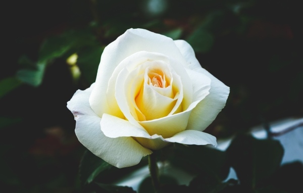 Одна белая роза на клумбе крупным планом