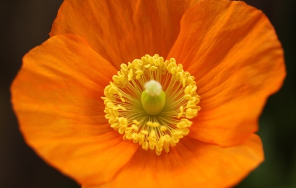 Оранжевый ирландский мак крупным планом