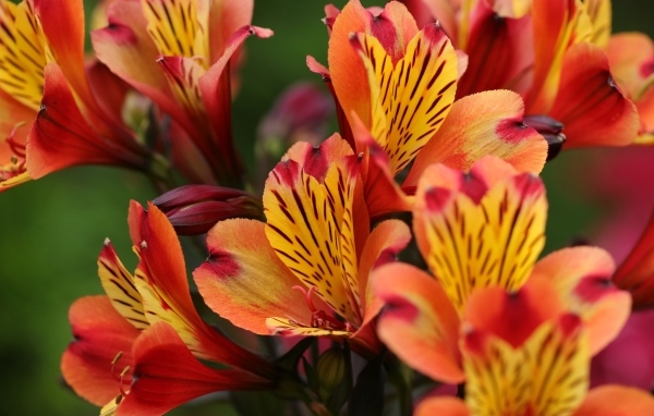 Оранжевые цветы альстромерии крупным планом