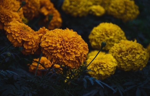 Оранжевые и желтые цветы бархатцев