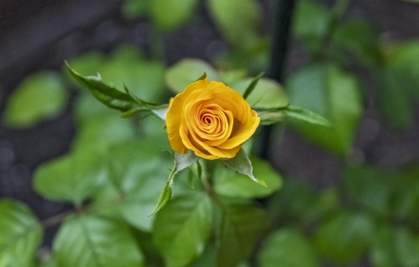 Оранжевая распускающаяся роза вид сверху