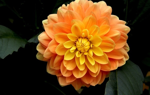 Оранжевый цветок георгина вблизи