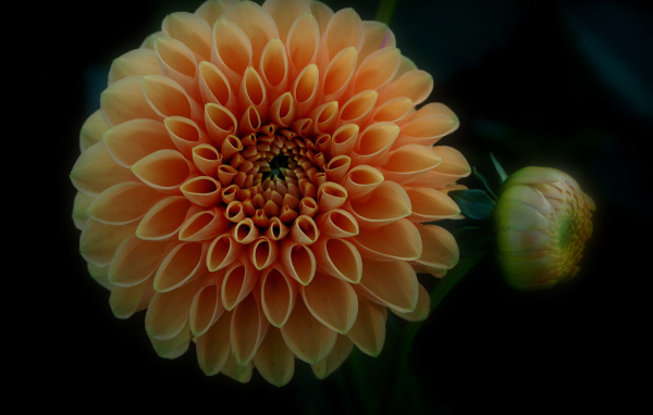 Оранжевый цветок георгина с бутоном на черном фоне