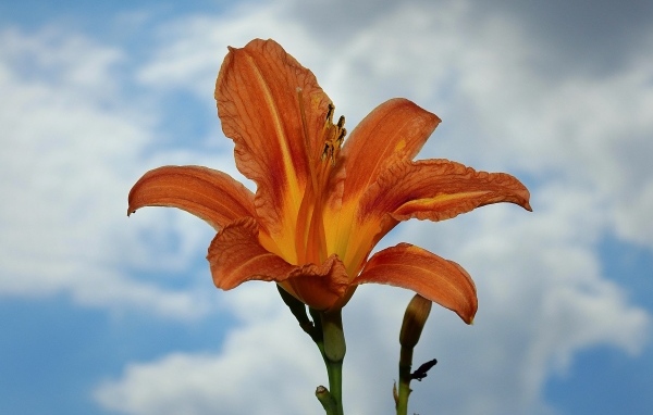 Оранжевый цветок лилейника на фоне неба
