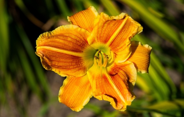 Оранжевый цветок лилейника в лучах солнца