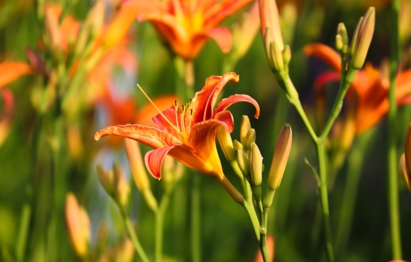 Оранжевые цветы лилейник с бутонами в лучах солнца