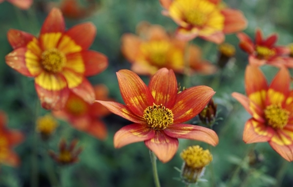 Оранжевые цветы на клумбе в саду