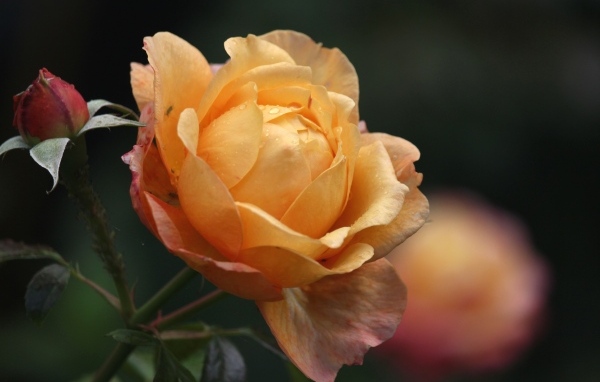 Оранжевая душистая роза с бутонами