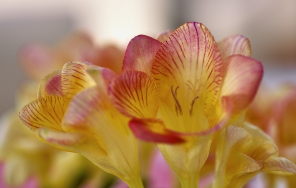 Оранжевые цветы фрезия крупным планом