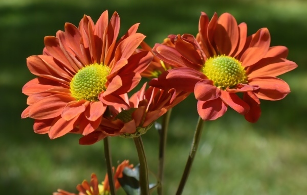 Оранжевые садовые цветы вблизи