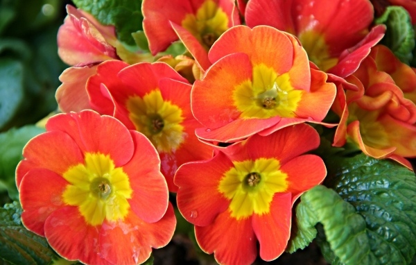 Оранжевые комнатные цветы примула