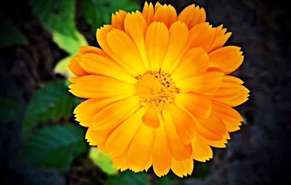 Оранжевый цветок календулы крупным планом
