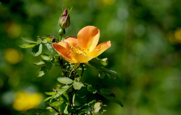 Оранжевый цветок шиповника с бутоном  крупным планом