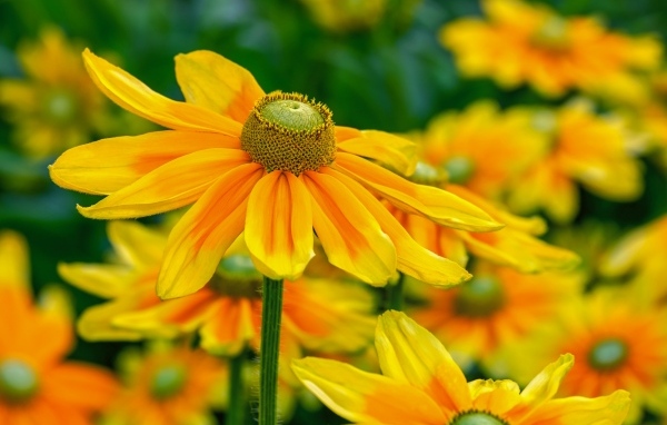 Оранжевые цветы рудбекия крупным планом на клумбе