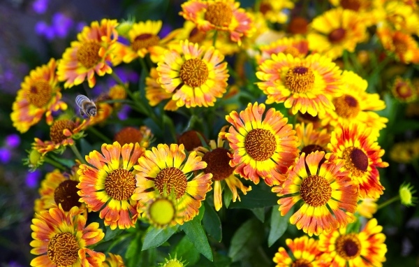 Оранжевые мелкие садовые цветы