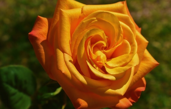 Оранжевая чайная роза на клумбе