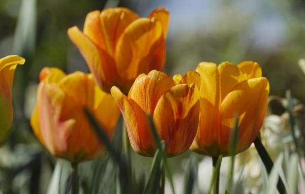 Оранжевые тюльпаны в лучах теплого солнца
