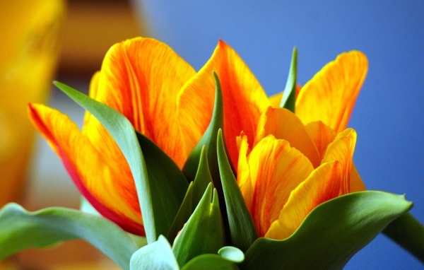 Оранжевые тюльпаны с зелеными листьями крупным планом