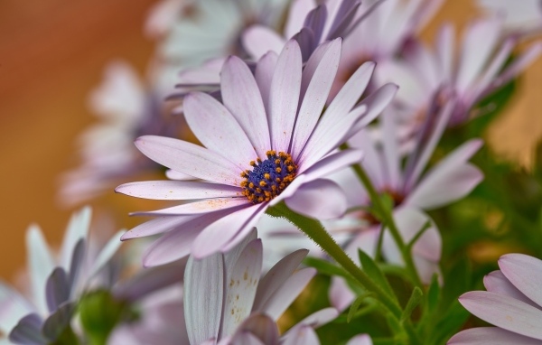 Цветы остеоспермум крупным планом