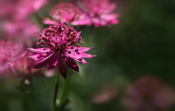 Розовый цветок Астранция крупным планом