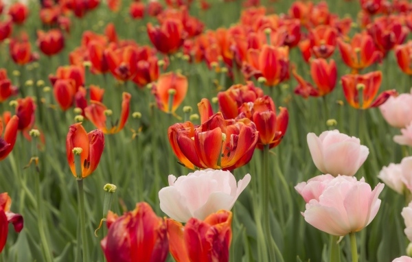 Розовые и красные тюльпаны на клумбе