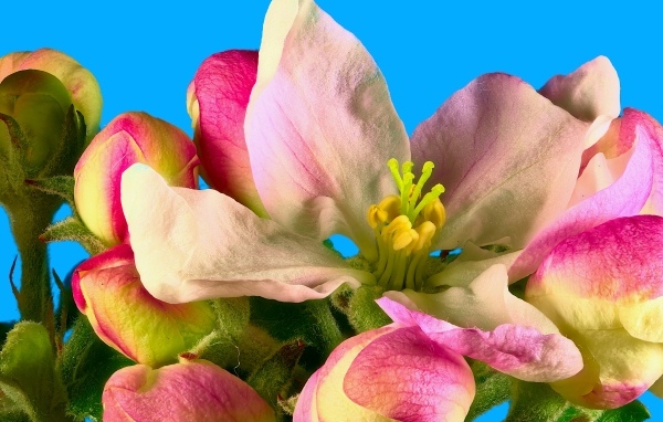 Розовые цветы яблони на ветке на фоне голубого неба