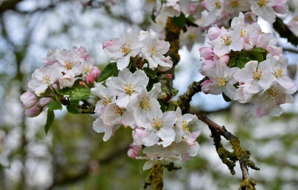 Розовые цветы яблони на ветке крупным планом