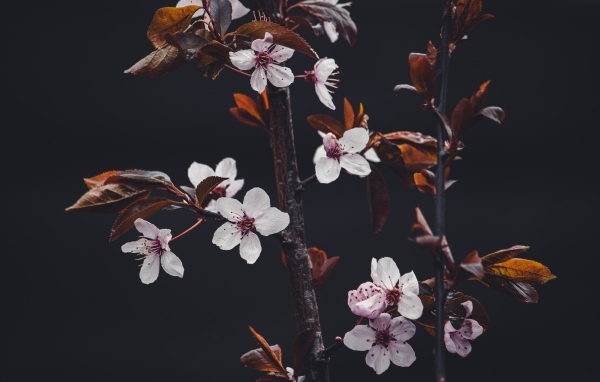 Розовые цветы абрикоса на ветках