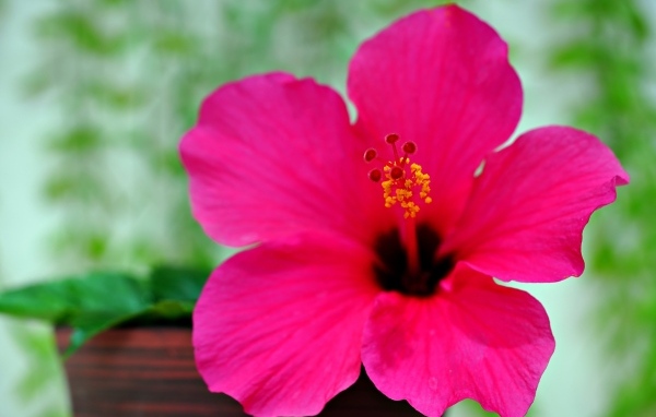 Розовый яркий цветок гибискуса крупным планом