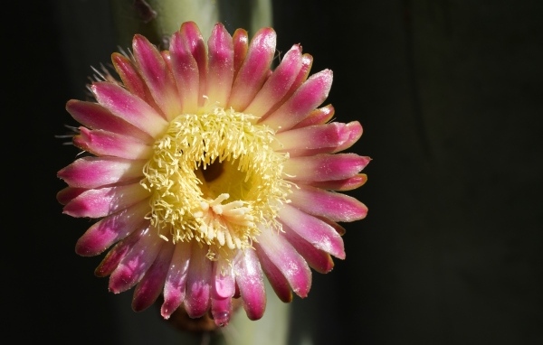 Розовый цветок кактуса на черном фоне