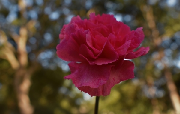 Розовая гвоздика крупным планом