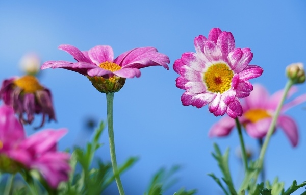 Розовые хризантемы на фоне голубого неба
