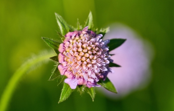 Розовый цветок клевера крупным планом