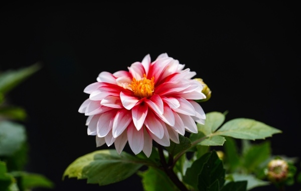 Розовый цветок георгина на черном фоне