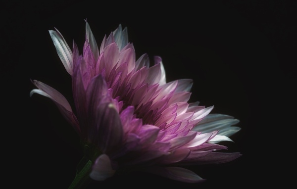 Розовый цветок георгина на черном фоне