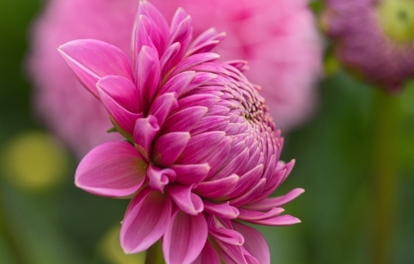 Розовый цветок георгина вид сбоку