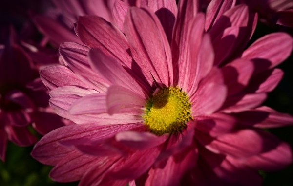 Розовая ромашковидная хризантема с желтой серединкой