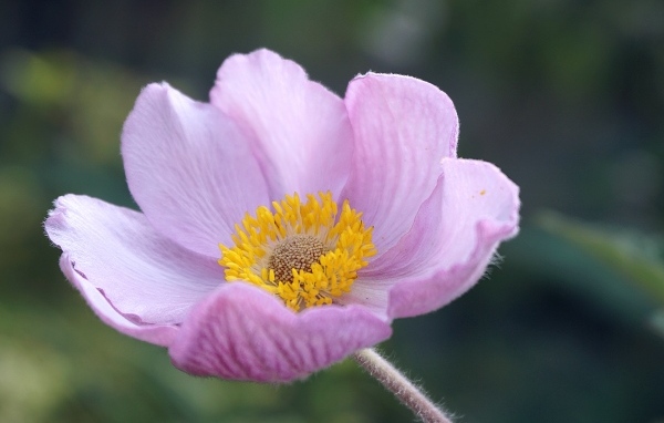 Розовый нежный цветок анемоны крупным планом