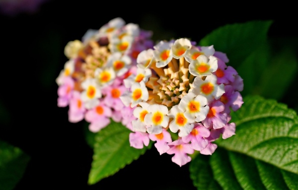 Розовый нежный комнатный цветок лантана