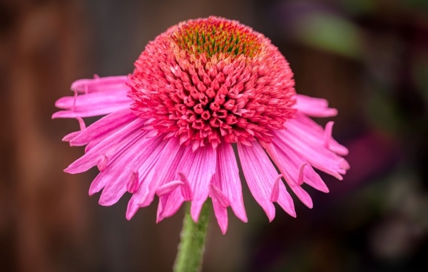 Розовый цветок эхинацеи крупным планом