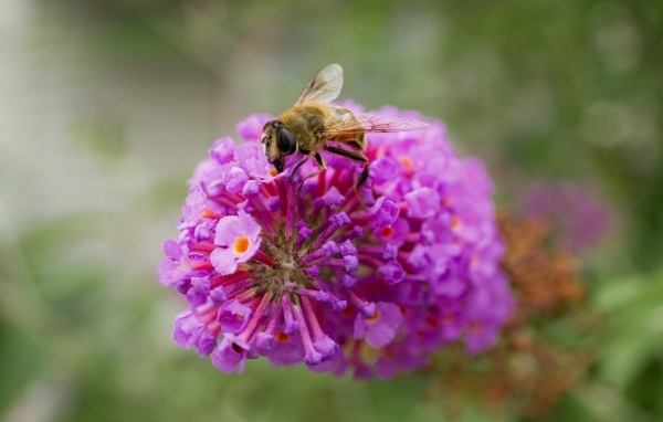 Розовый цветок с пчелой крупным планом
