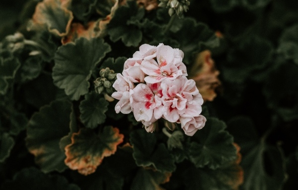 Розовые цветы комнатной герани