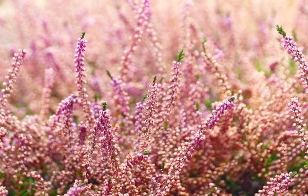 Розовые цветы полевого вереска