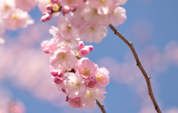 Розовые цветы на ветке на фоне голубого неба весной