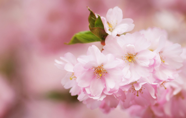 Розовые цветы на ветке с зелеными листьями весной