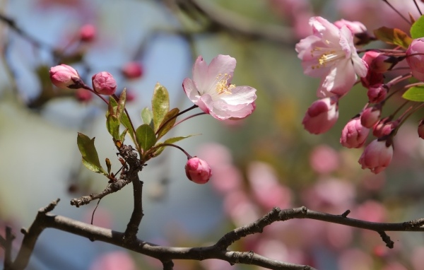 Розовые цветы на ожившем весеннем дереве