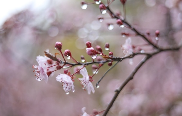 Розовые цветы на ветке дерева в каплях дождя весной