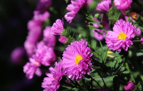 Розовые садовые астры крупным планом