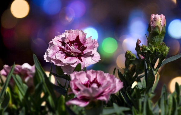 Розовые садовые гвоздики в лучах солнца