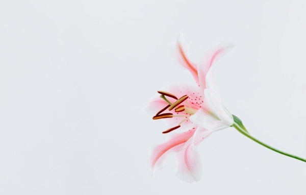 Розовая садовая лилия на сером фоне